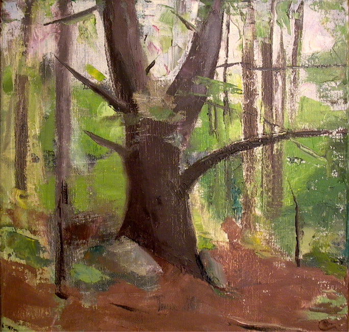 pine tree trunk